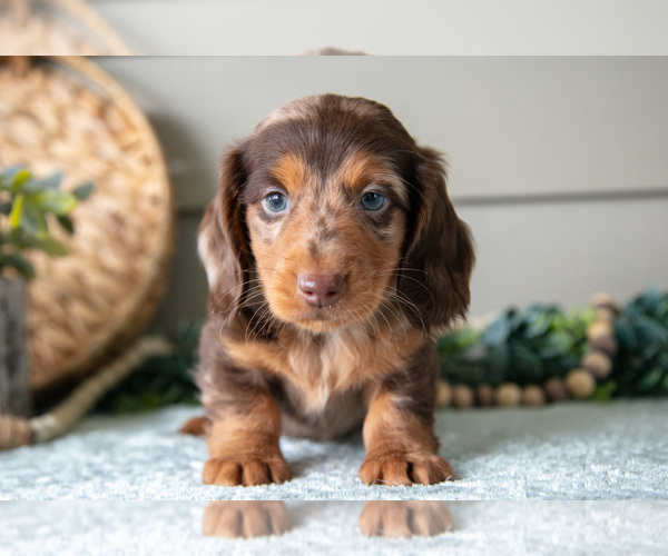 Medium Photo #7 Dachshund Puppy For Sale in WILLARD, OH, USA