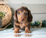 Puppy Astro Dachshund