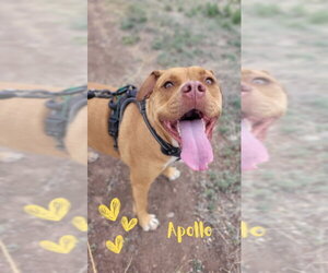 Apollo - Male American Staffordshire Terrier-Boxer Mix Dog for Adoption - Photo #13