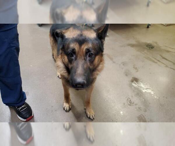 Medium Photo #1 German Shepherd Dog Puppy For Sale in Aurora, IL, USA