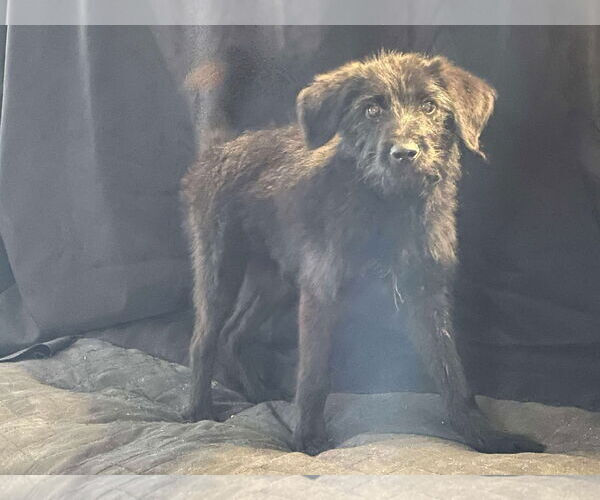 Medium Photo #2 Labrador Retriever-Unknown Mix Puppy For Sale in McKinney, TX, USA