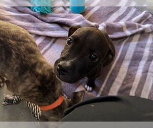 American Pit Bull Terrier Dogs for adoption in Redwood City, CA, USA