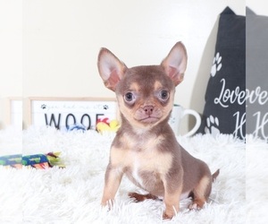 Chihuahua Puppy for sale in MOUNT VERNON, OH, USA