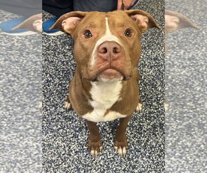 American Pit Bull Terrier-Unknown Mix Dogs for adoption in Jackson , NJ, USA