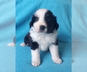 Miniature Australian Shepherd Puppy for sale in WILLS POINT, TX, USA
