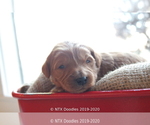 Small Photo #28 Goldendoodle Puppy For Sale in DENISON, TX, USA