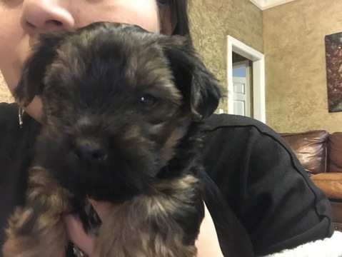 Medium Photo #1 Yorkshire Terrier Puppy For Sale in AMARILLO, TX, USA