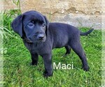 Puppy Maci AKC Eng Labrador Retriever