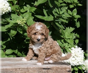 Cavapoo Puppy for sale in MILLERSBURG, OH, USA