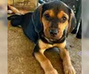 Labbe Dogs for adoption in Bristol, CT, USA
