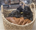 Small Photo #10 German Shepherd Dog Puppy For Sale in CHEYENNE, WY, USA