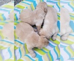 Small #32 Labrador Retriever