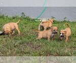 Small #29 American Pit Bull Terrier