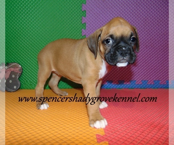 Medium Photo #11 Boxer Puppy For Sale in CABOOL, MO, USA