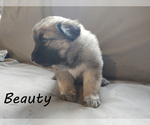 Puppy 7 Anatolian Shepherd-Great Pyrenees Mix