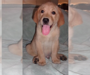 Labrador Retriever Puppy for sale in CALIENTE, CA, USA