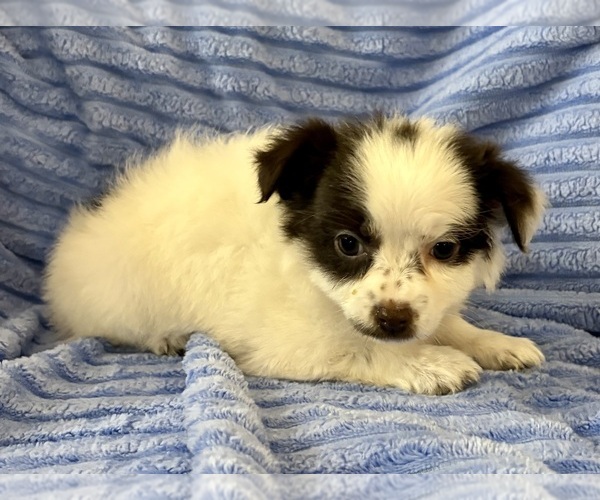 Medium Photo #9 Chihuahua Puppy For Sale in FAIR HAVEN, MI, USA