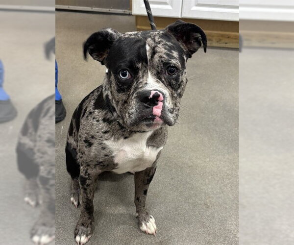 Medium Photo #1 Catahoula Leopard Dog-Unknown Mix Puppy For Sale in Forestville, MD, USA