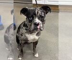 Small Catahoula Leopard Dog Mix