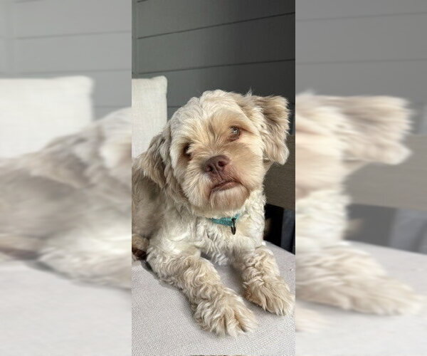 Medium Photo #8 Poodle (Standard)-Shih Tzu Mix Puppy For Sale in Raleigh, NC, USA