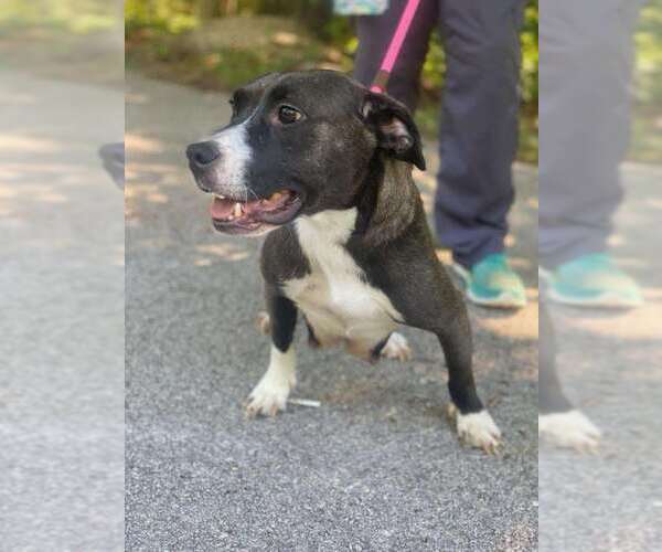 Medium Photo #4 American Pit Bull Terrier-Basset Hound Mix Puppy For Sale in Frenchburg, KY, USA