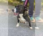 Small #3 American Pit Bull Terrier-Basset Hound Mix