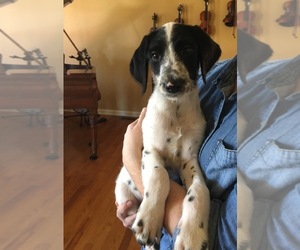 Dalmadoodle Puppy for sale in KINGSPORT, TN, USA