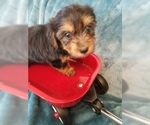 Small Photo #12 Yorkshire Terrier Puppy For Sale in HUDDLESTON, VA, USA