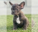 Small Photo #2 French Bulldog Puppy For Sale in FRESNO, CA, USA