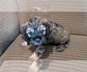 Cocker Spaniel Puppy for sale in HILTON, NY, USA