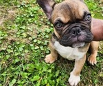 Small #1 French Bulldog