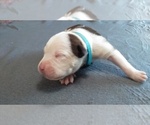 Small Photo #4 American Pit Bull Terrier Puppy For Sale in WENATCHEE, WA, USA