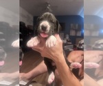 Small #2 Great Dane