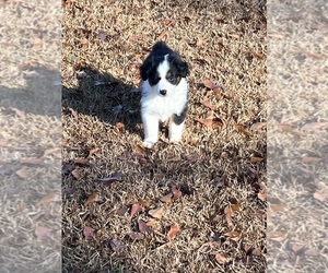 Australian Shepherd Puppy for sale in MARION, SC, USA