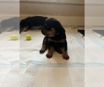 Small #5 Rottweiler