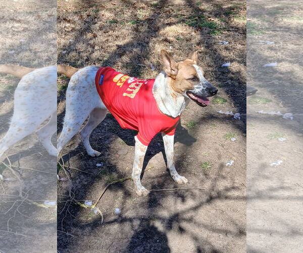 Medium Photo #2 Mutt Puppy For Sale in Topeka, KS, USA