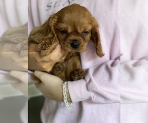 Cavalier King Charles Spaniel Puppy for sale in FRISCO, TX, USA
