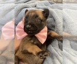 Small Photo #176 Belgian Malinois Puppy For Sale in REESEVILLE, WI, USA