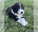 Puppy Falcon Australian Shepherd