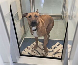 American Pit Bull Terrier-Unknown Mix Dogs for adoption in Plano, TX, USA