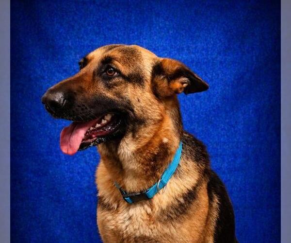 Medium Photo #2 German Shepherd Dog Puppy For Sale in Pearland, TX, USA