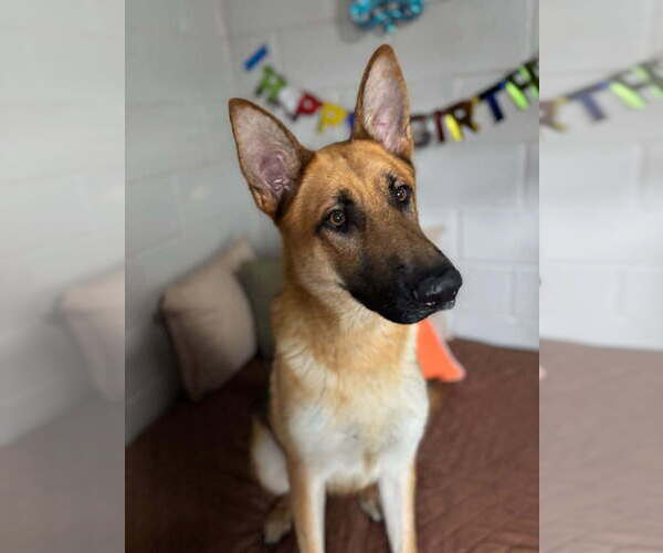 Medium Photo #4 German Shepherd Dog Puppy For Sale in San Leon, TX, USA