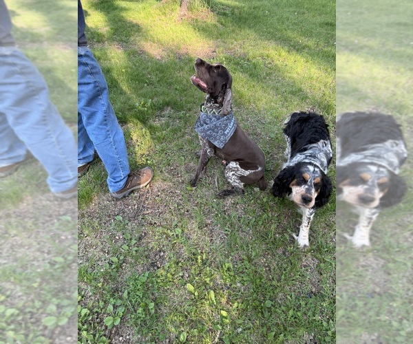 Medium Photo #1 English Springer Spaniel Puppy For Sale in PILLAGER, MN, USA
