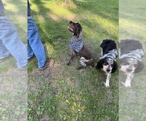Father of the English Springer Spaniel puppies born on 05/25/2026