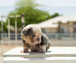 English Bulldog Puppy for sale in HALLANDALE, FL, USA