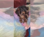 Small Photo #175 Yorkshire Terrier Puppy For Sale in AKRON, OH, USA