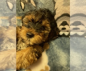 Yorkshire Terrier Puppy for sale in FAYETTEVILLE, NC, USA