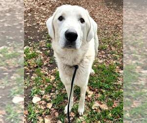 Akbash-Great Pyrenees Mix Dogs for adoption in Sacramento, CA, USA