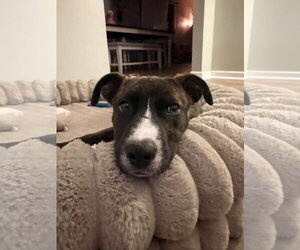 Layla Rose - Female American Pit Bull Terrier-Unknown Mix Dog for Adoption - Photo #3