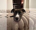 Small Photo #3 American Pit Bull Terrier-Unknown Mix Puppy For Sale in Germantown, OH, USA